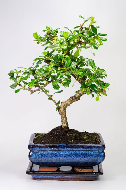 БОНСАЙ КАРМОНА 30СМ