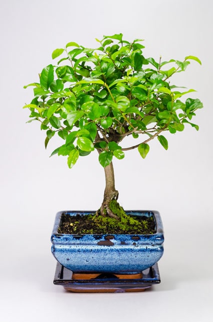 БОНСАЙ САГЕРЕЦИЯ 25СМ