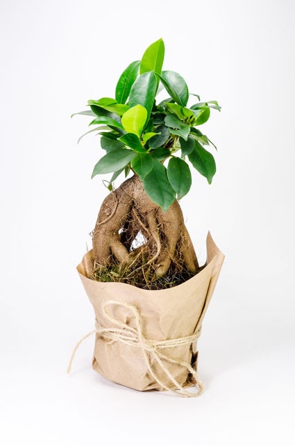 ФИКУС МИКРОКАРПА 8-20