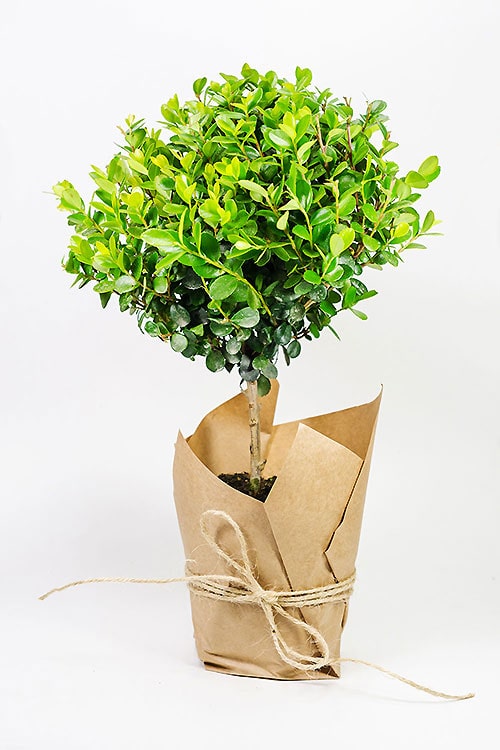 МИРСИНА АФРИКАНСКАЯ 8-20