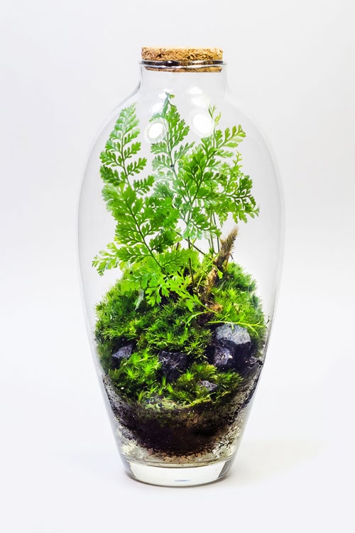ФЛОРАРИУМ MINI FERN