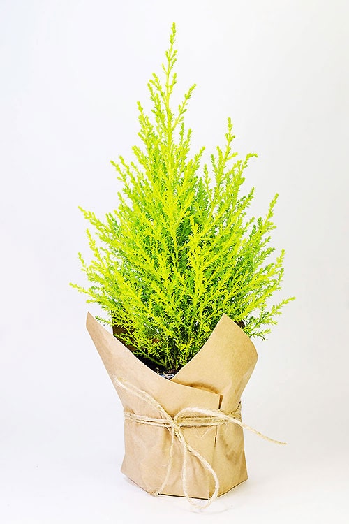 КУПРЕССУС ГОЛДКРЕСТ