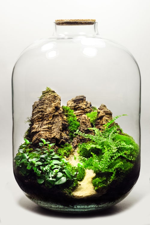 ФЛОРАРИУМ ROCK