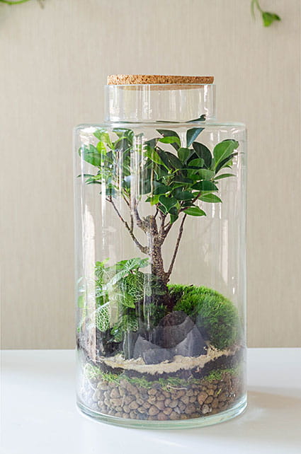 Флорариум TERRA