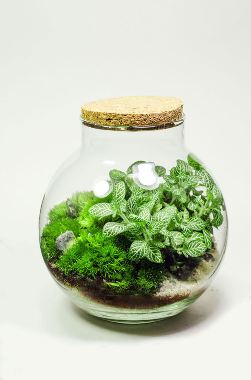 ФЛОРАРИУМ JARDIN