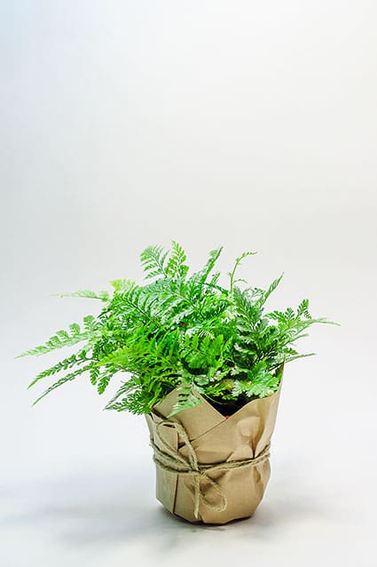 ДАВАЛЛИЯ ХУМАТА