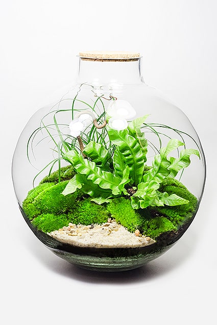 ФЛОРАРИУМ SFERA