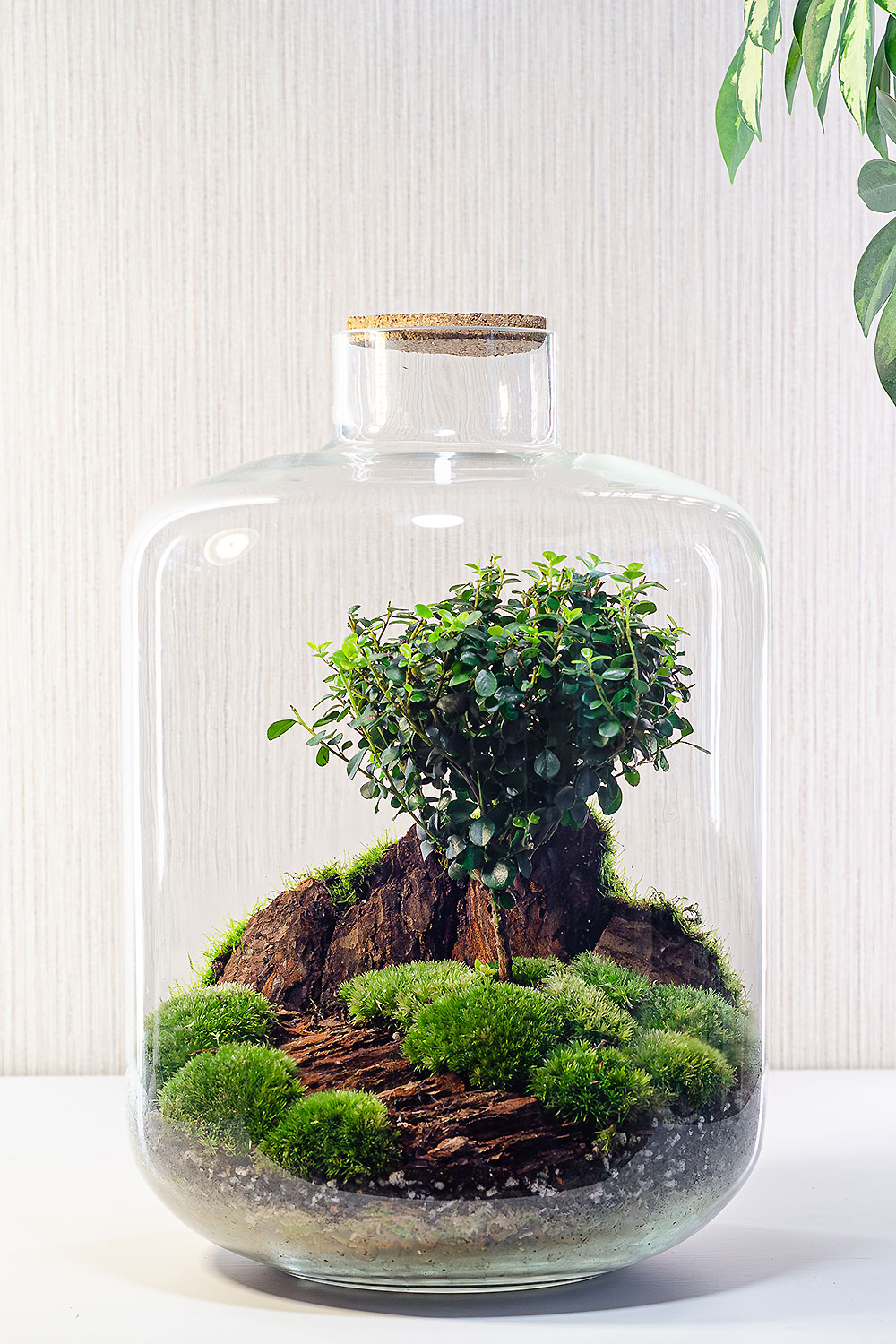 Флорариум SHIRE Premium