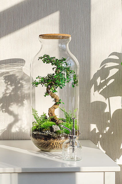 Флорариум BONSAI с кармоной