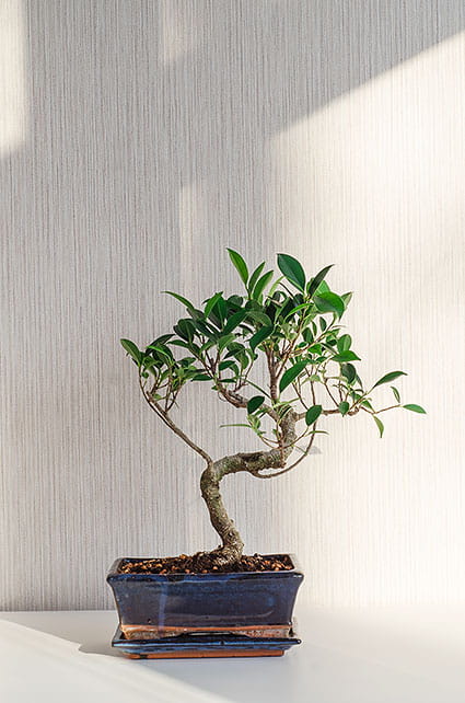 БОНСАЙ ФИКУС МИКРОКАРПА