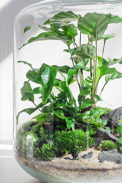 ФЛОРАРИУМ THAI