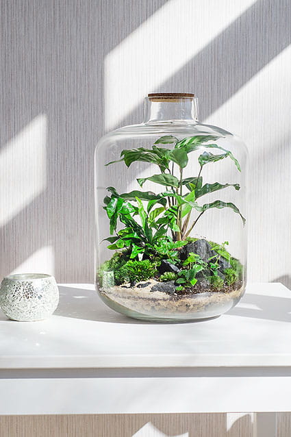 ФЛОРАРИУМ THAI