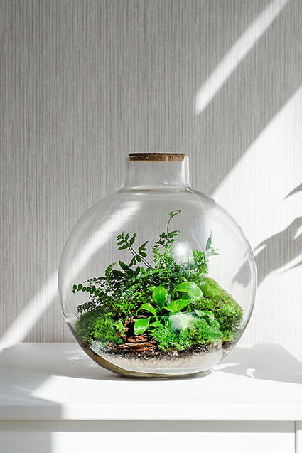 ФЛОРАРИУМ BOSTON