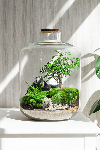 Флорариум SCANDI с зантоксилумом