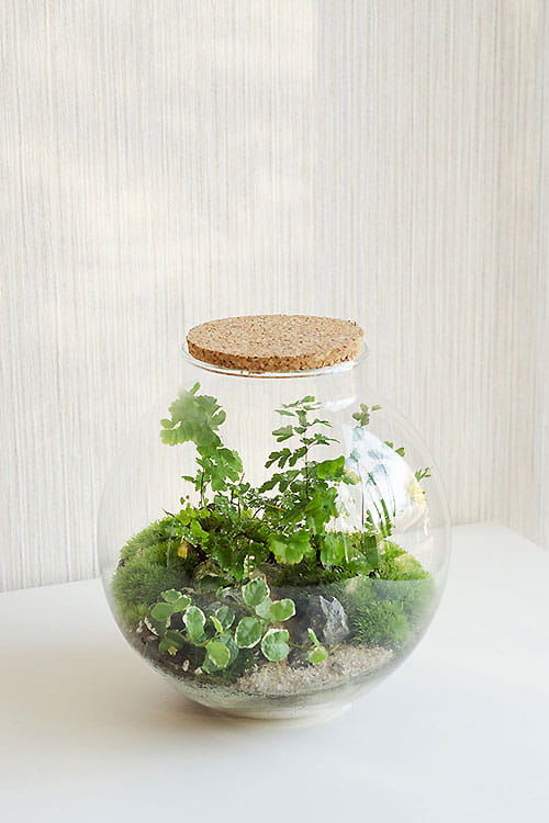 ФЛОРАРИУМ FOREST