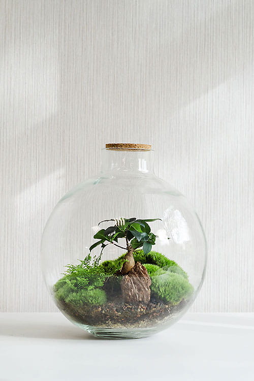 ФЛОРАРИУМ HUBBLE