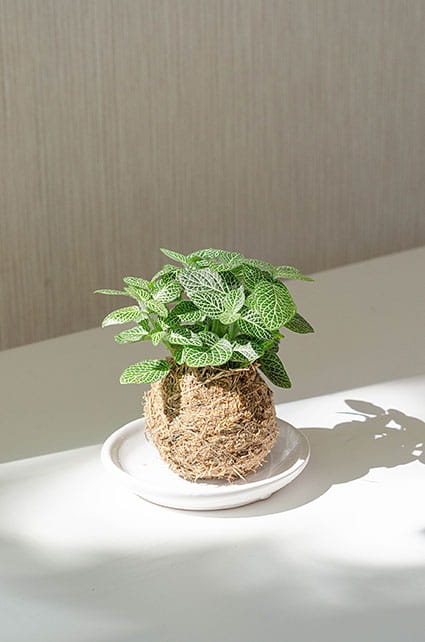 КОКЕДАМА C ФИТТОНИЕЙ XS