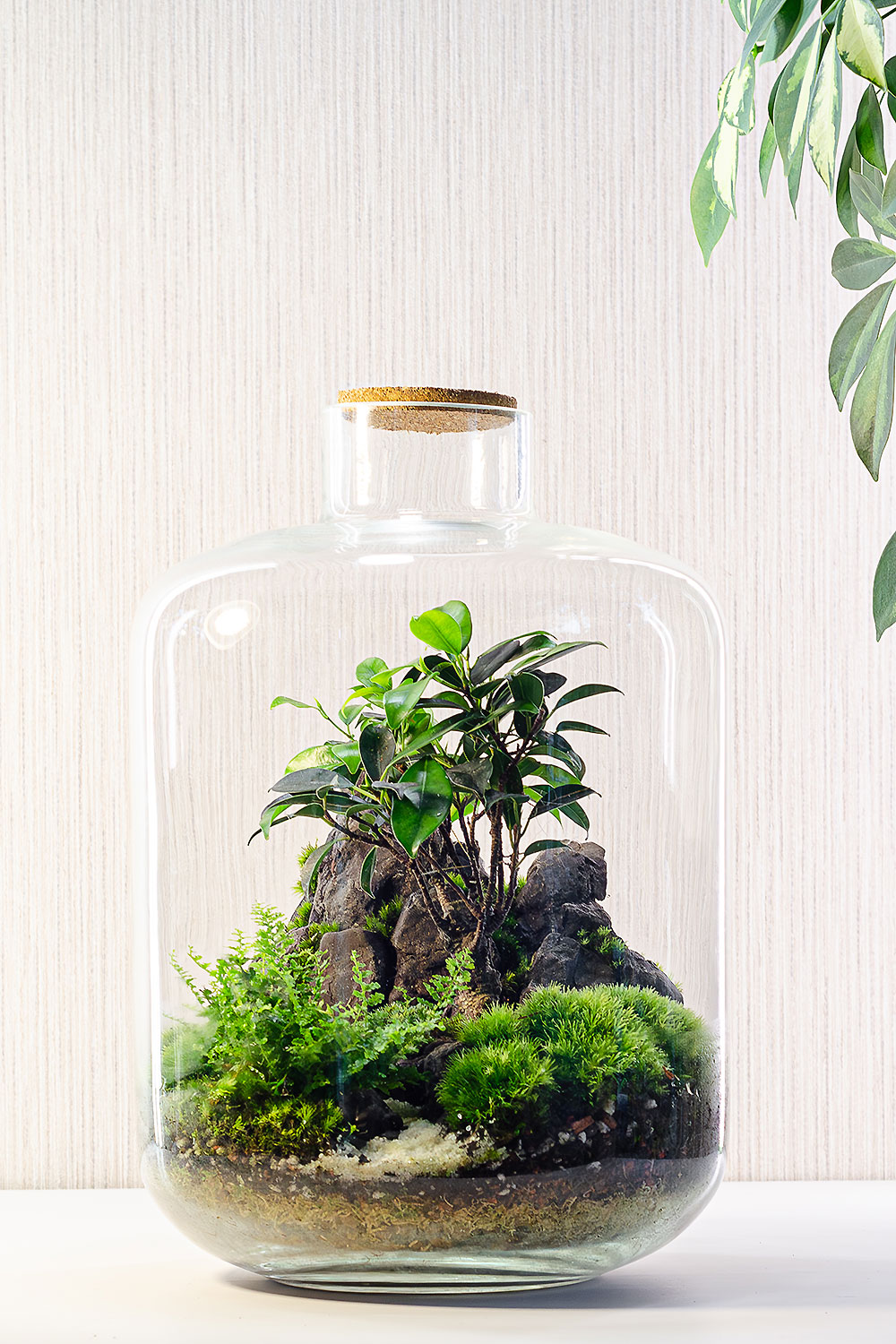 Флорариум SCANDI с фикусом