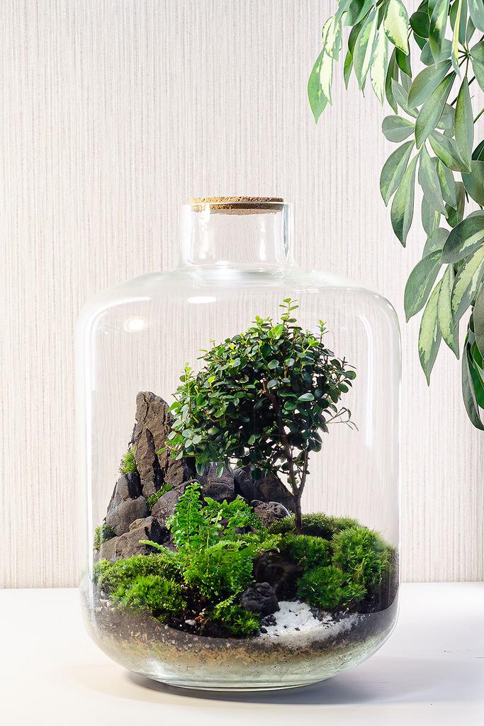 Флорариум SCANDI с мирсиной