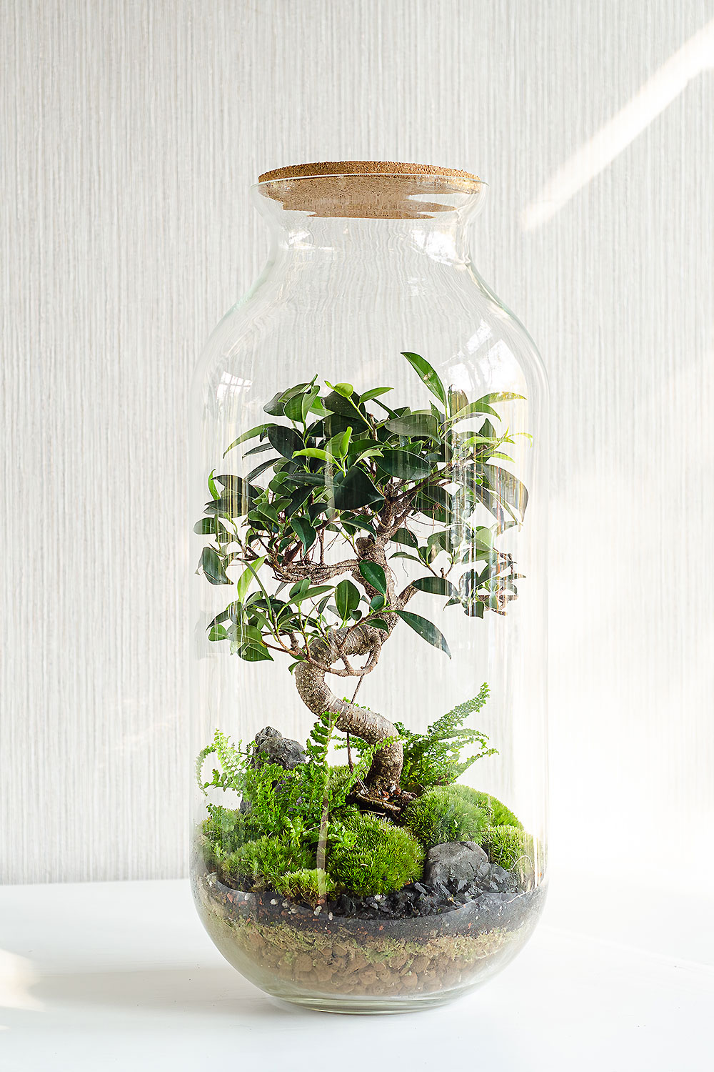 Флорариум BONSAI с фикусом