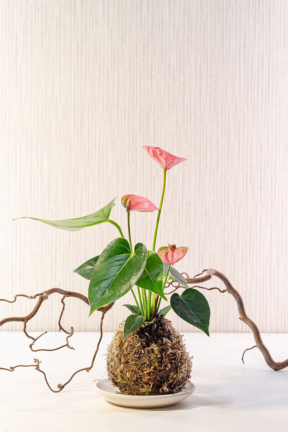 Кокедама с антуриумом rosy