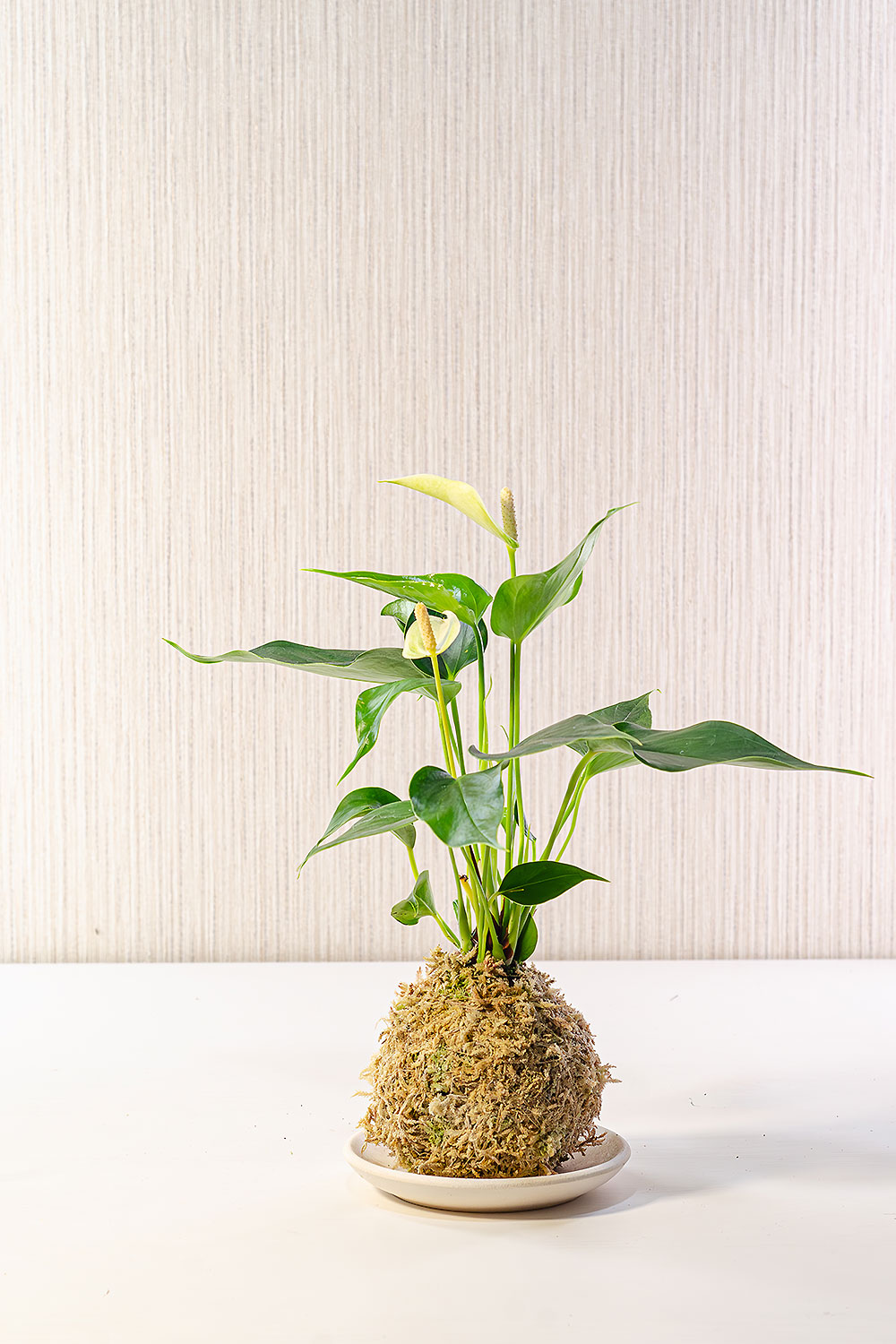 Кокедама с антуриумом white