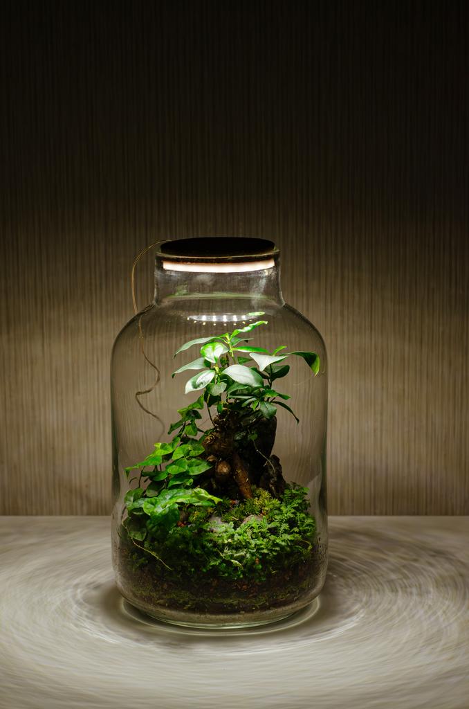 Флорариум MANDRAGORA с подсветкой