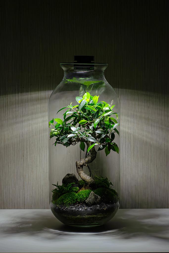Флорариум с подсветкой BONSAI с фикусом