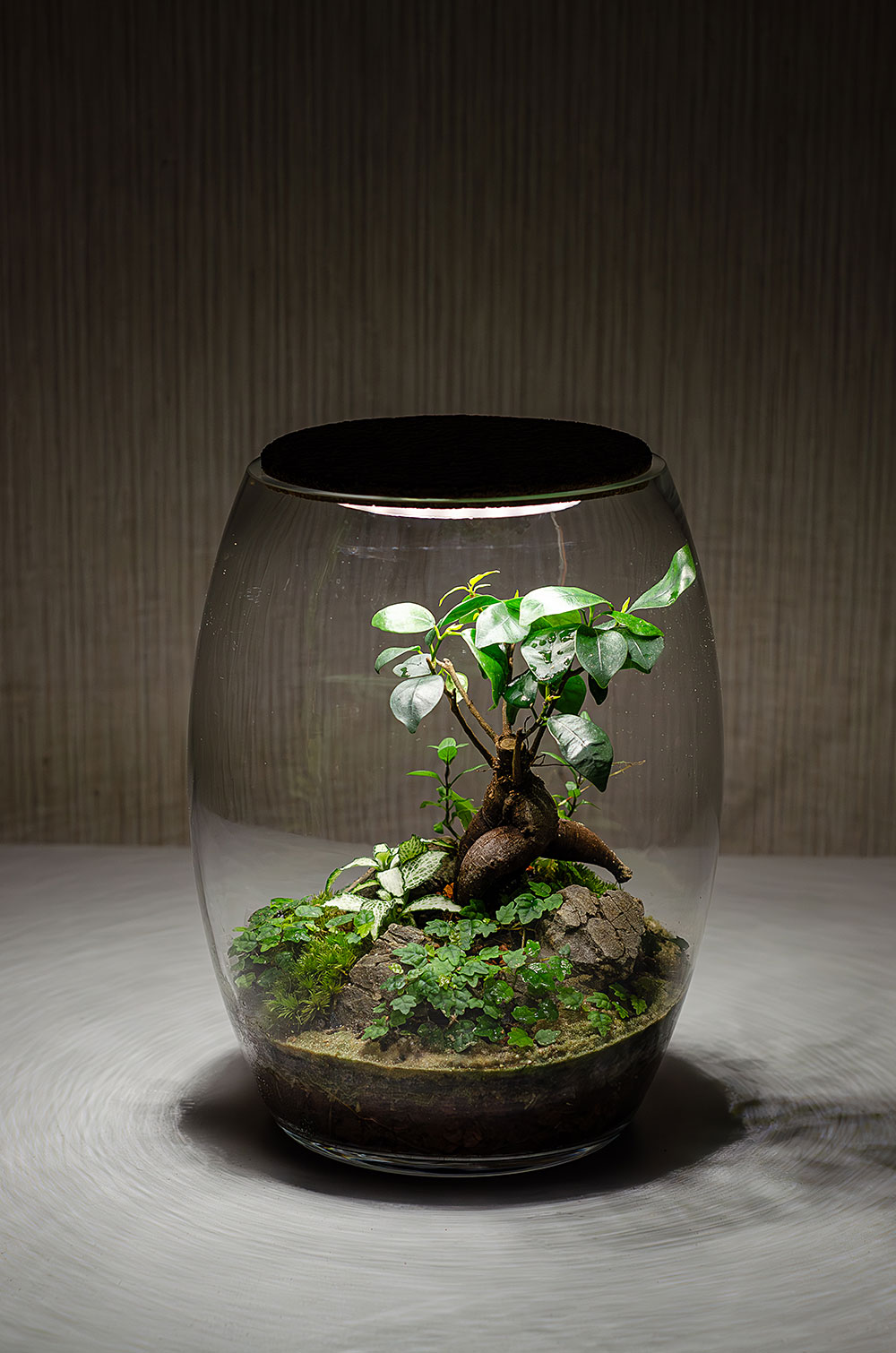 Флорариум MORI с подсветкой