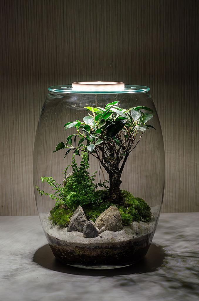 Флорариум OASIS с подсветкой