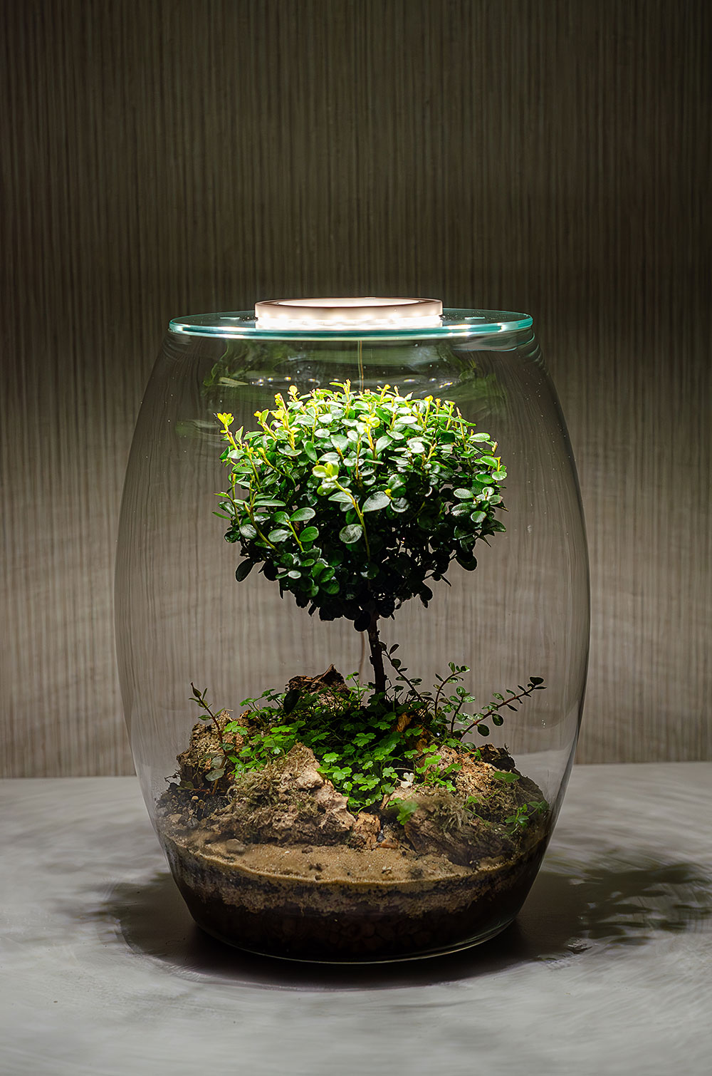 Флорариум AFRICA с подсветкой