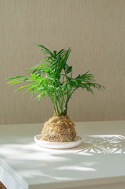 КОКЕДАМА С ХАМЕДОРЕЕЙ