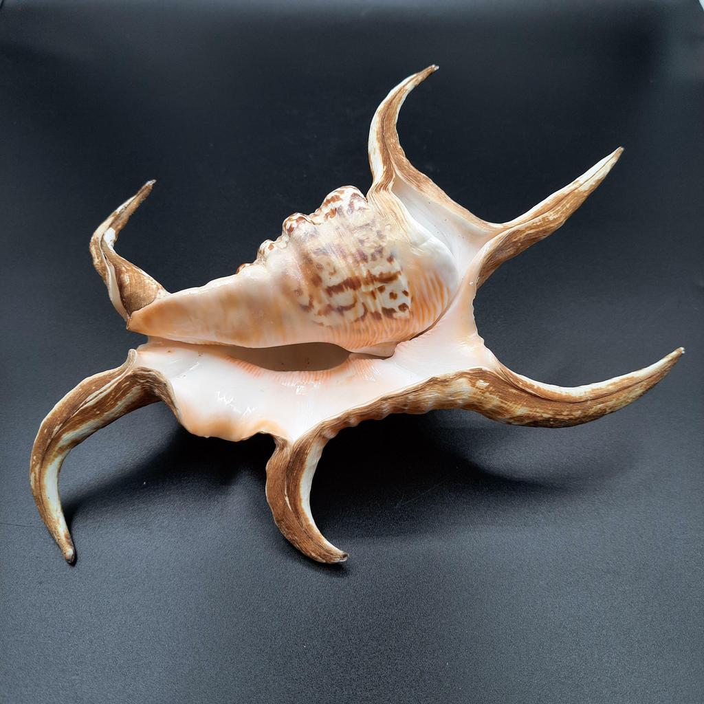 Ракушка Lambis chiragra