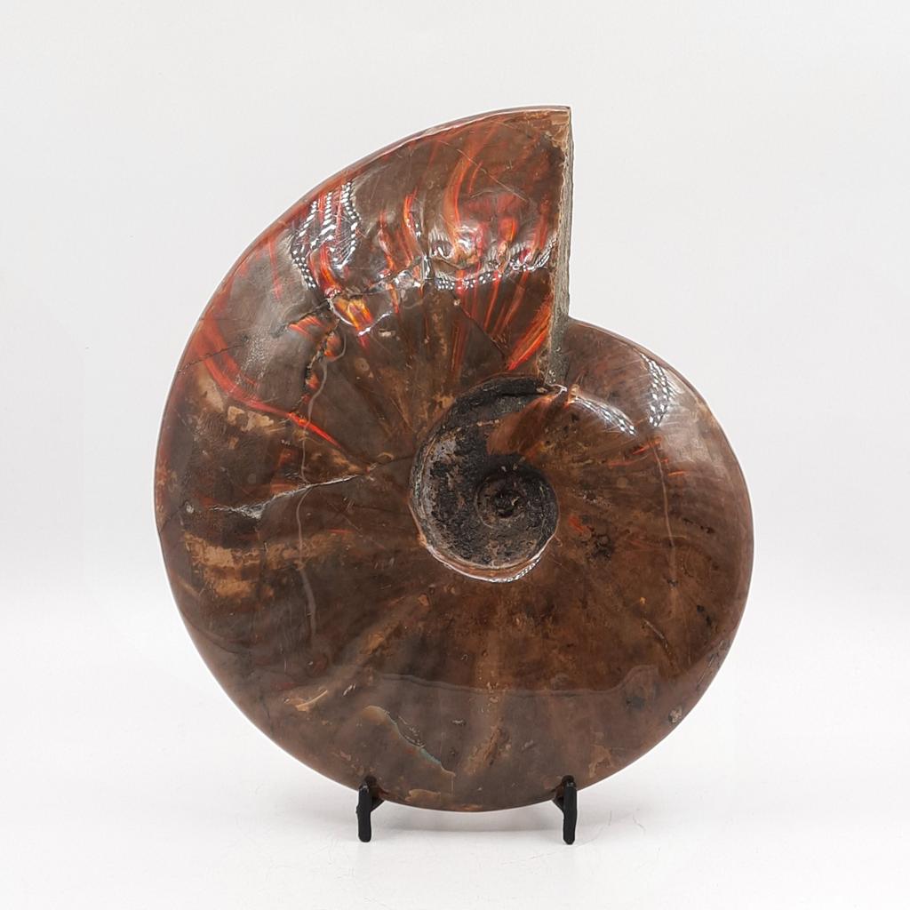 Аммонит с красной опалесценцией