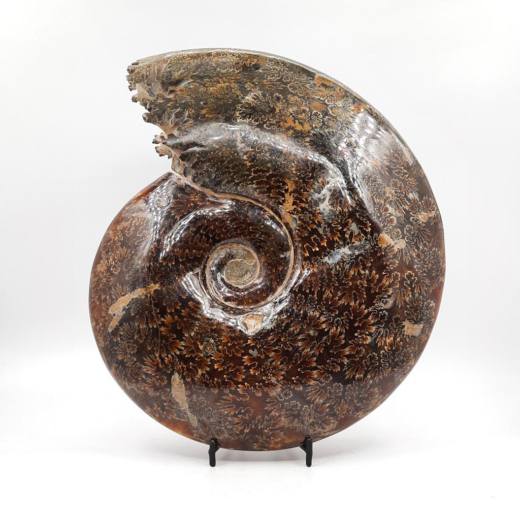 Аммонит, Мадагаскар