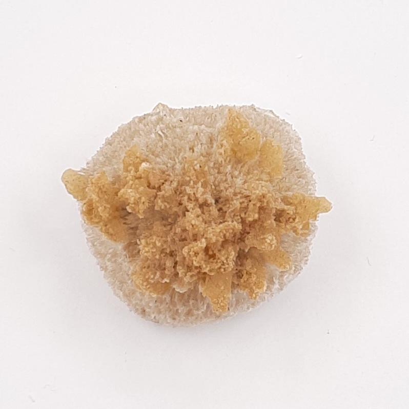 Кальцит на сколеците, Индия