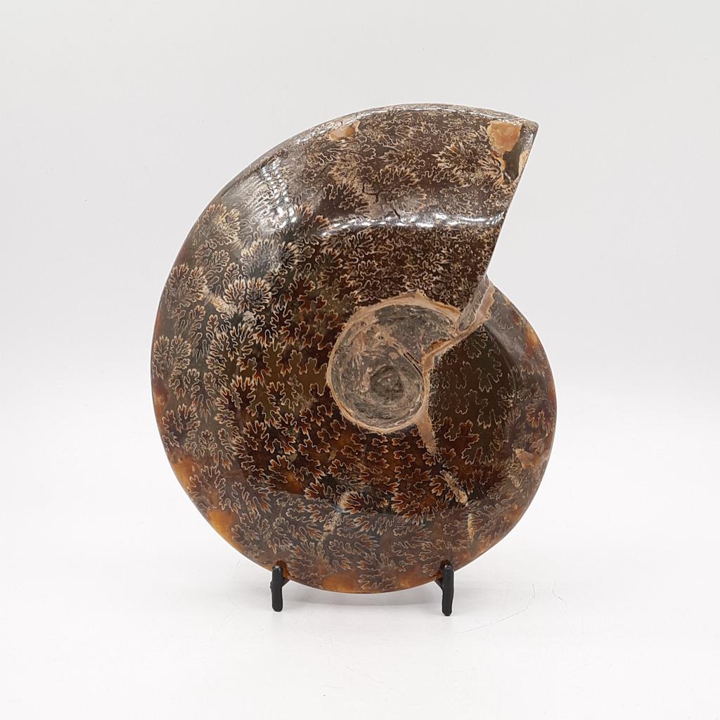 Аммонит, Мадагаскар