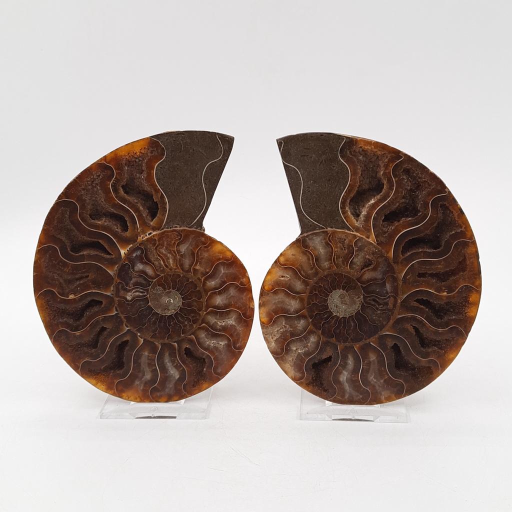 Аммонит (пара), Мадагаскар