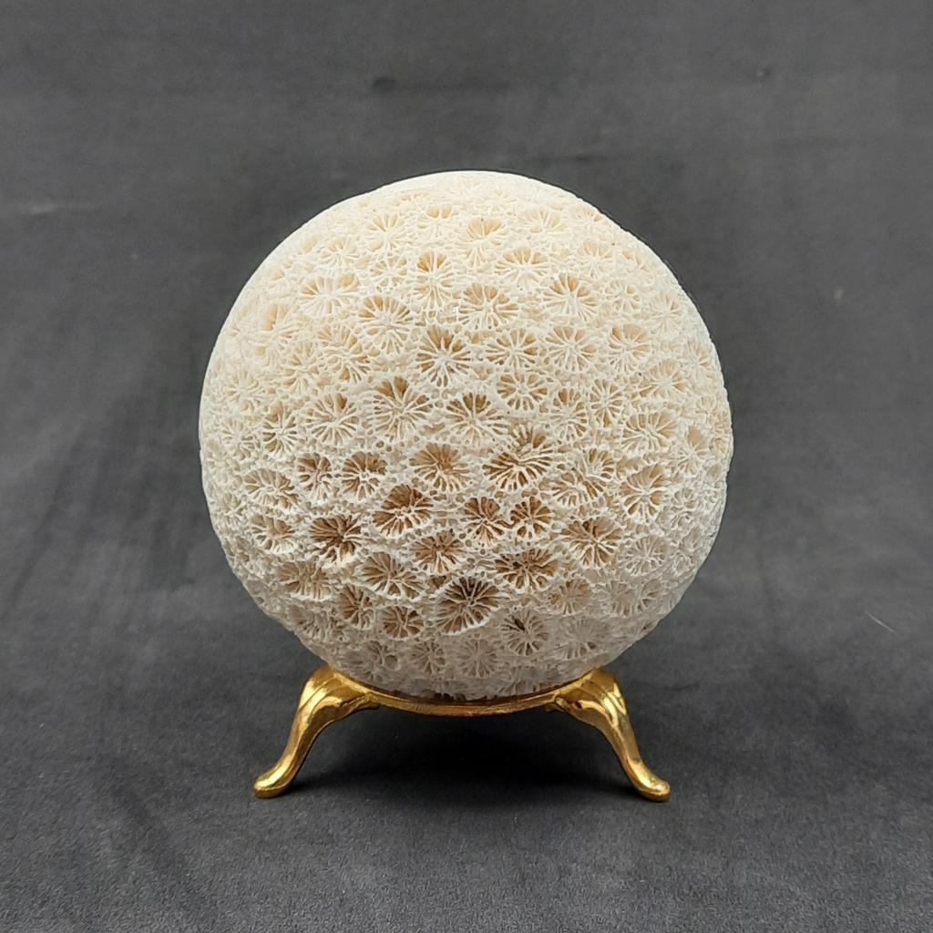 Шар, коралл окаменелый, Индонезия