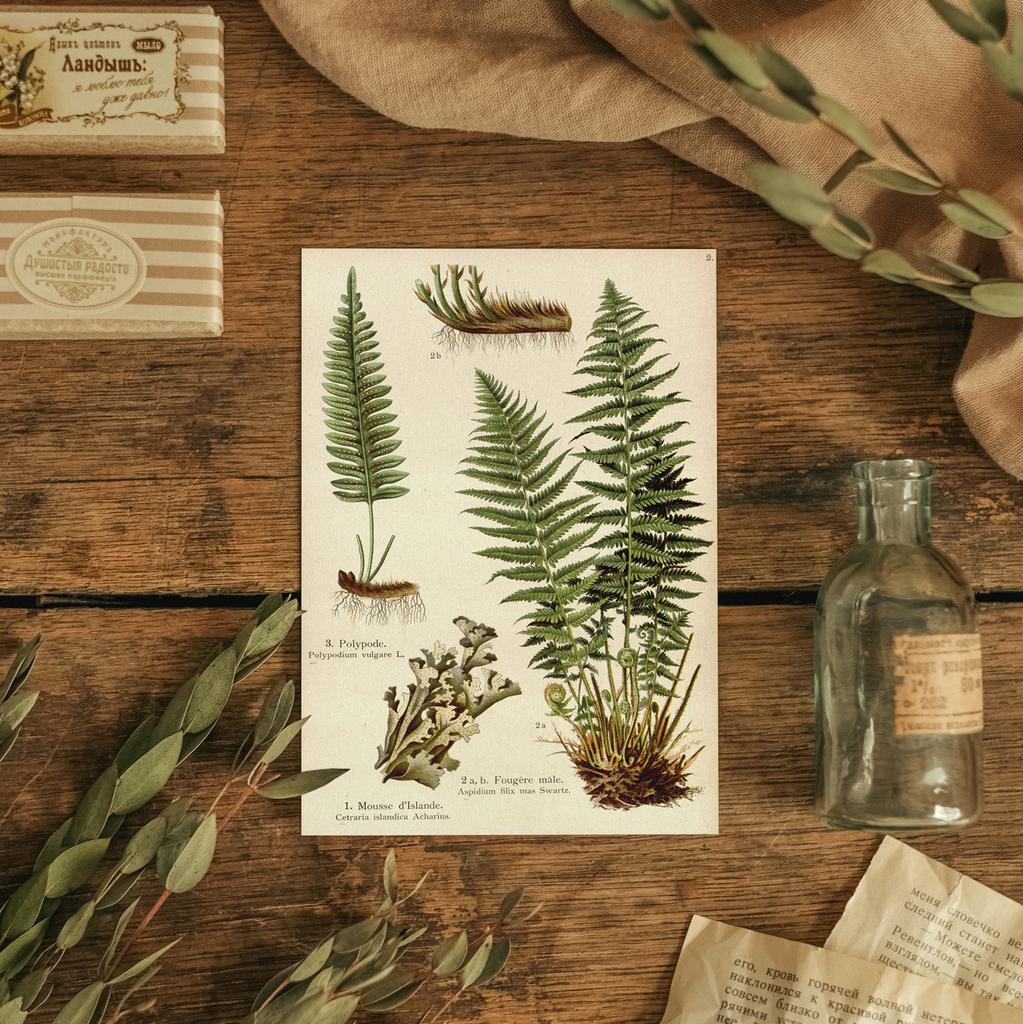 "Ботаника. Папоротник" почтовая открытка для посткроссинга