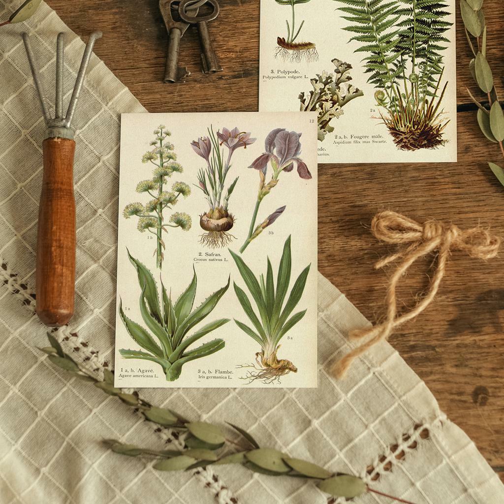 "Ботаника. Шафран. Агава" почтовая открытка для посткроссинга