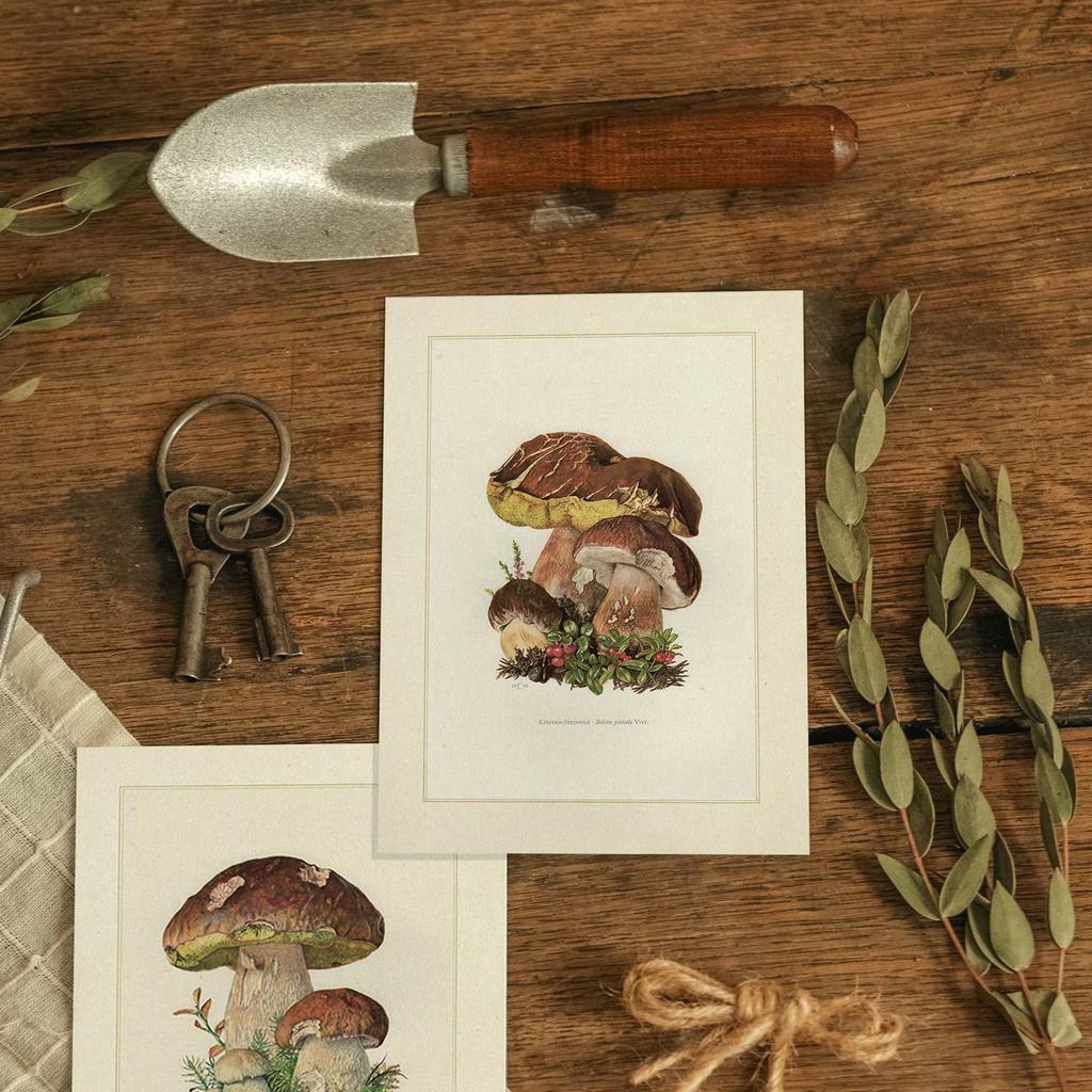 "Белый гриб" почтовая открытка для посткроссинга