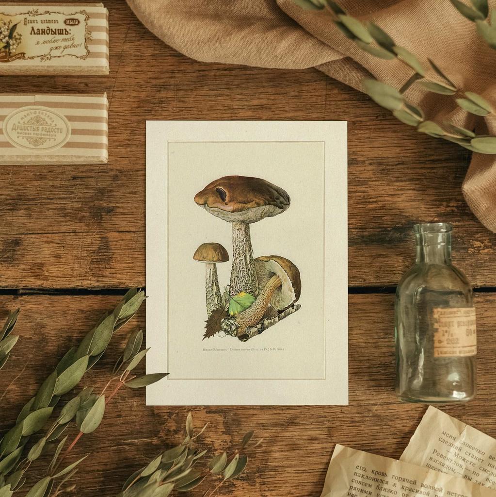 "Подберёзовик" почтовая открытка для посткроссинга