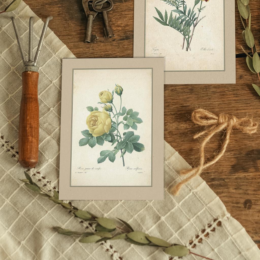 "Сернистая роза" почтовая открытка для посткроссинга