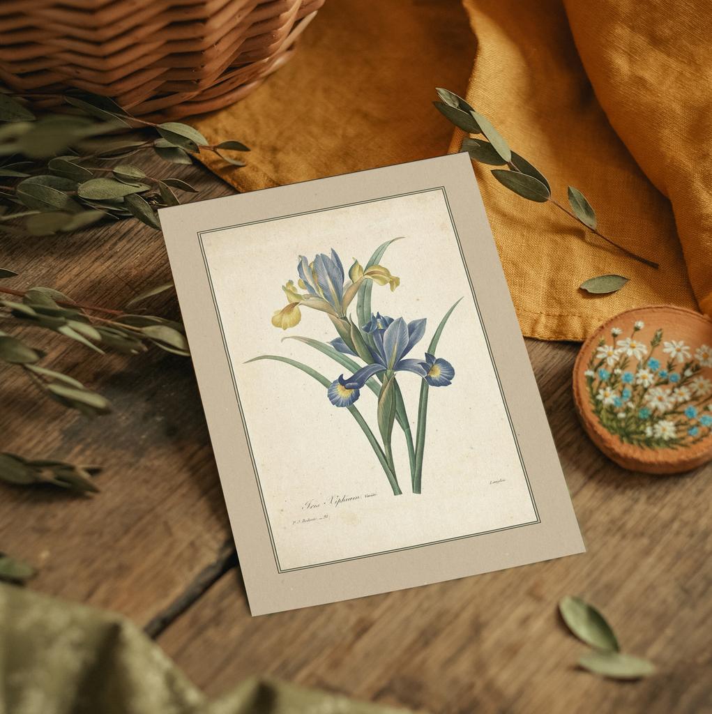 "Ирис мечевидный" почтовая открытка для посткроссинга