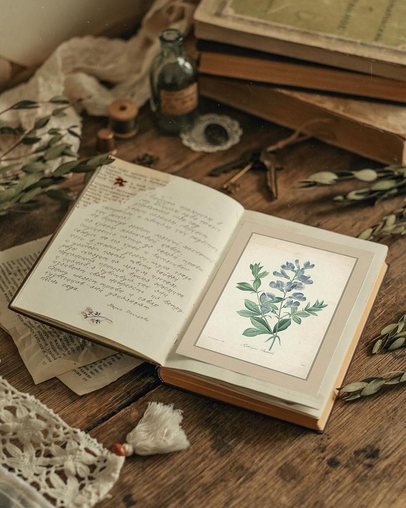 "Педалира австралийская" почтовая открытка для посткроссинга