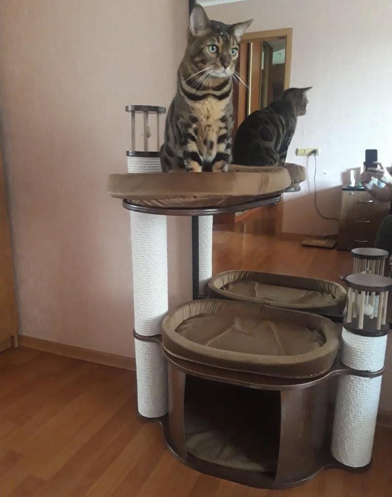 Комплекс напольный для кошек и маленьких собачек с домиком и лежанкой 103 см