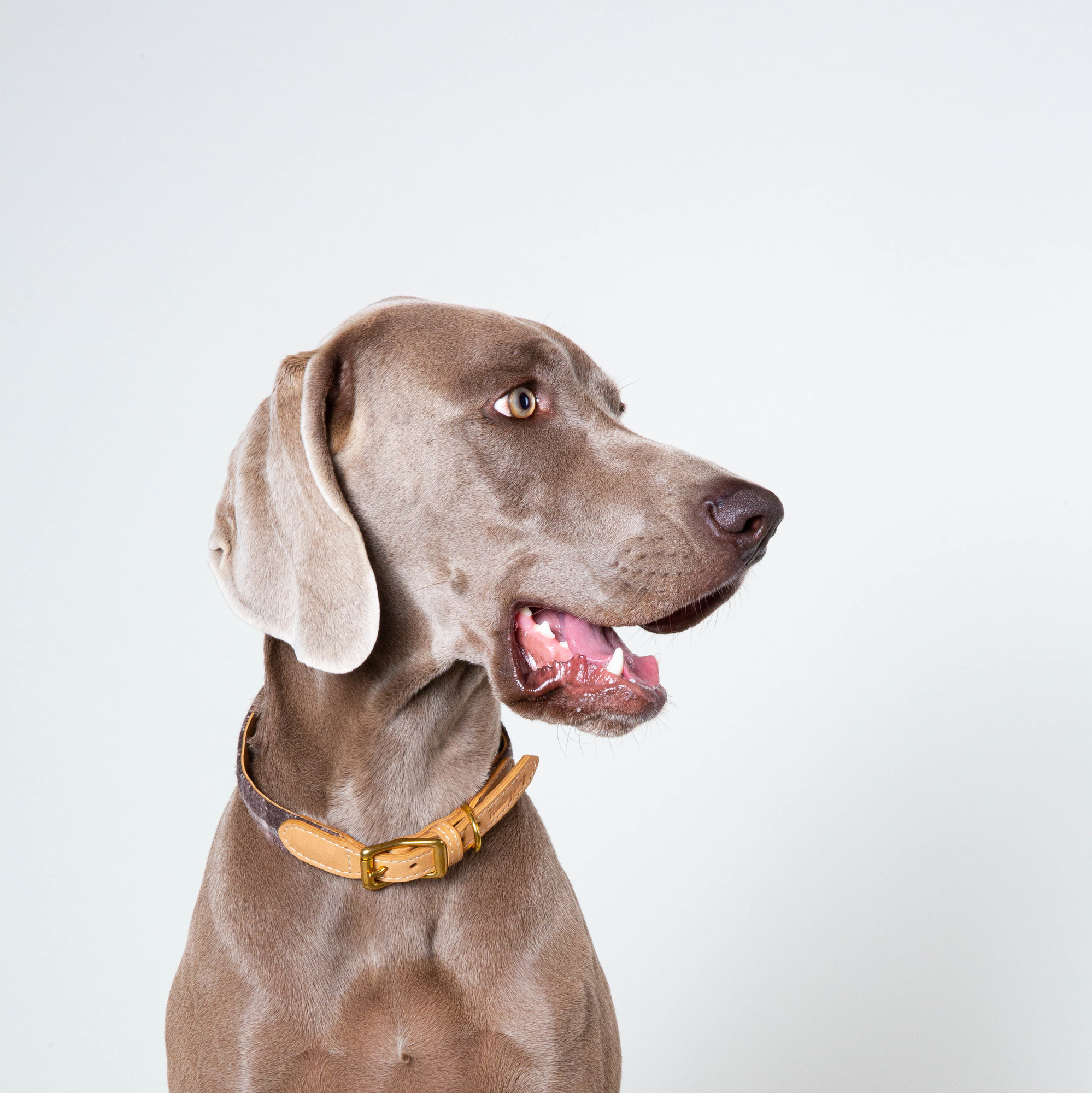 Ошейник "Твид-шотландская клетка"