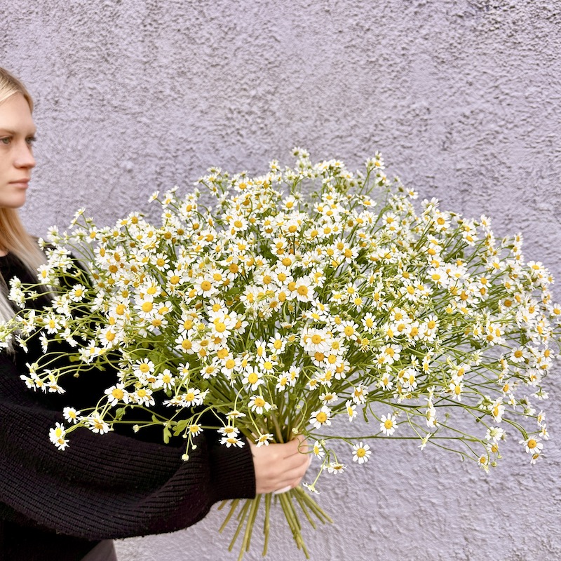 Монобукет "Матрикария-ромашка"
