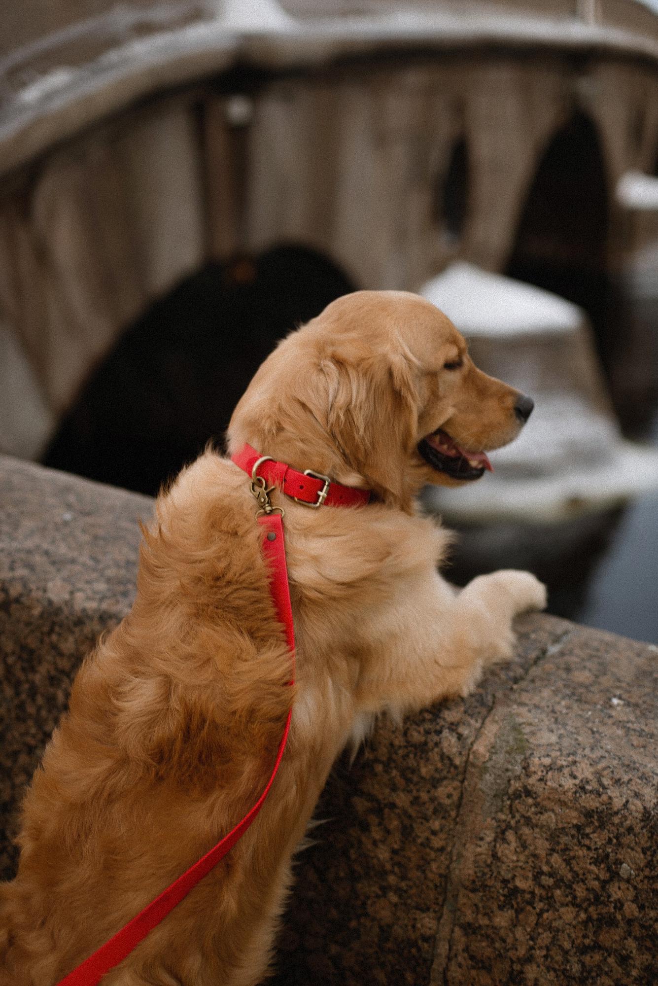 ОШЕЙНИК ИЗ БИОТАНА